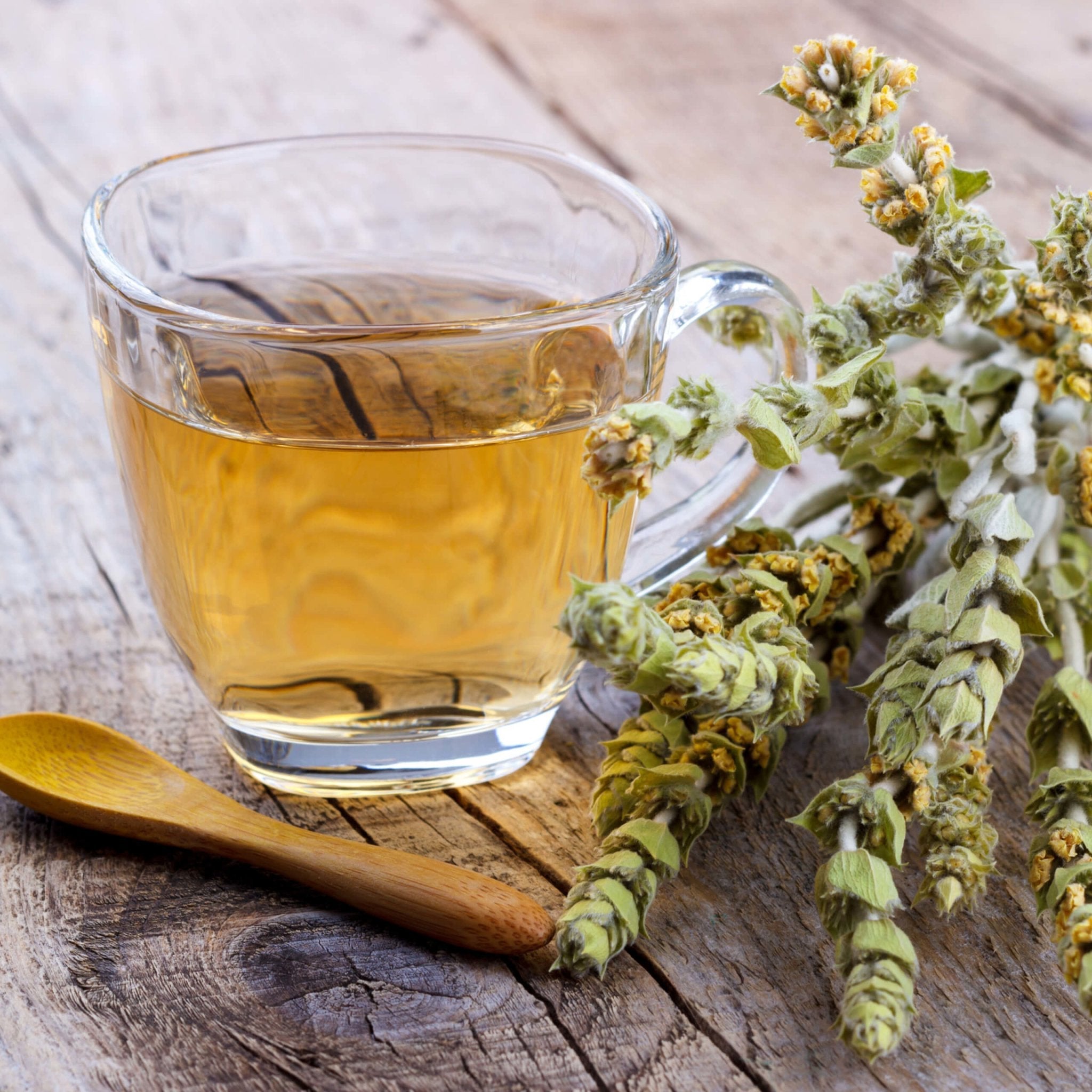 Greek Mountain Tea (Mount Olympus)