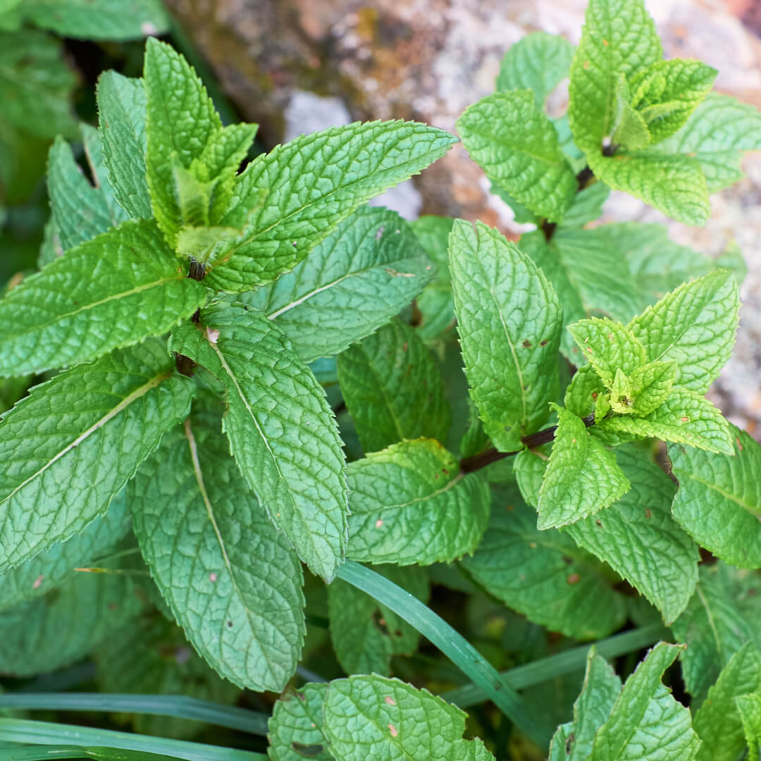 Wild Peppermint (Ikaria Blue Zone)
